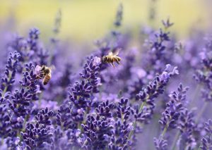 Why and How lavender Helps to Lose Weight?