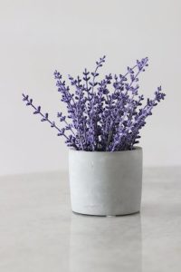 Why and How lavender Helps to Lose Weight?