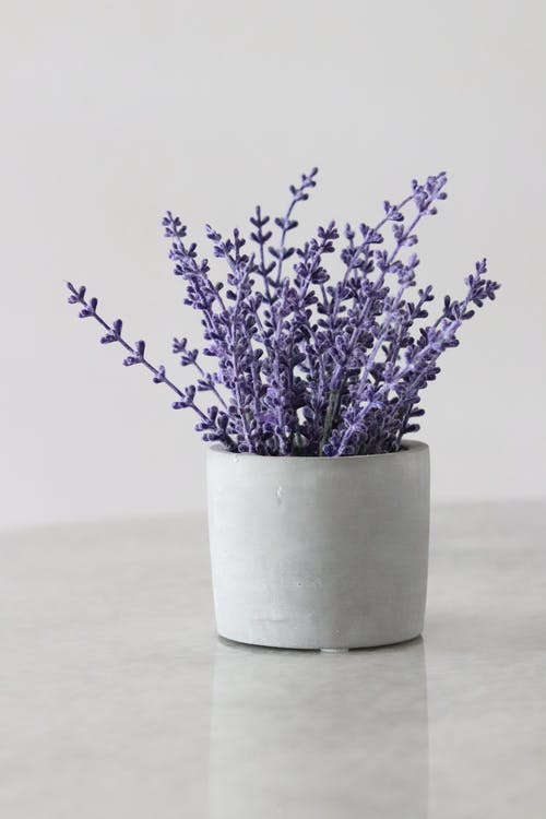 Why and How lavender Helps to Lose Weight? Best Info