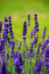 Why and How lavender Helps to Lose Weight?